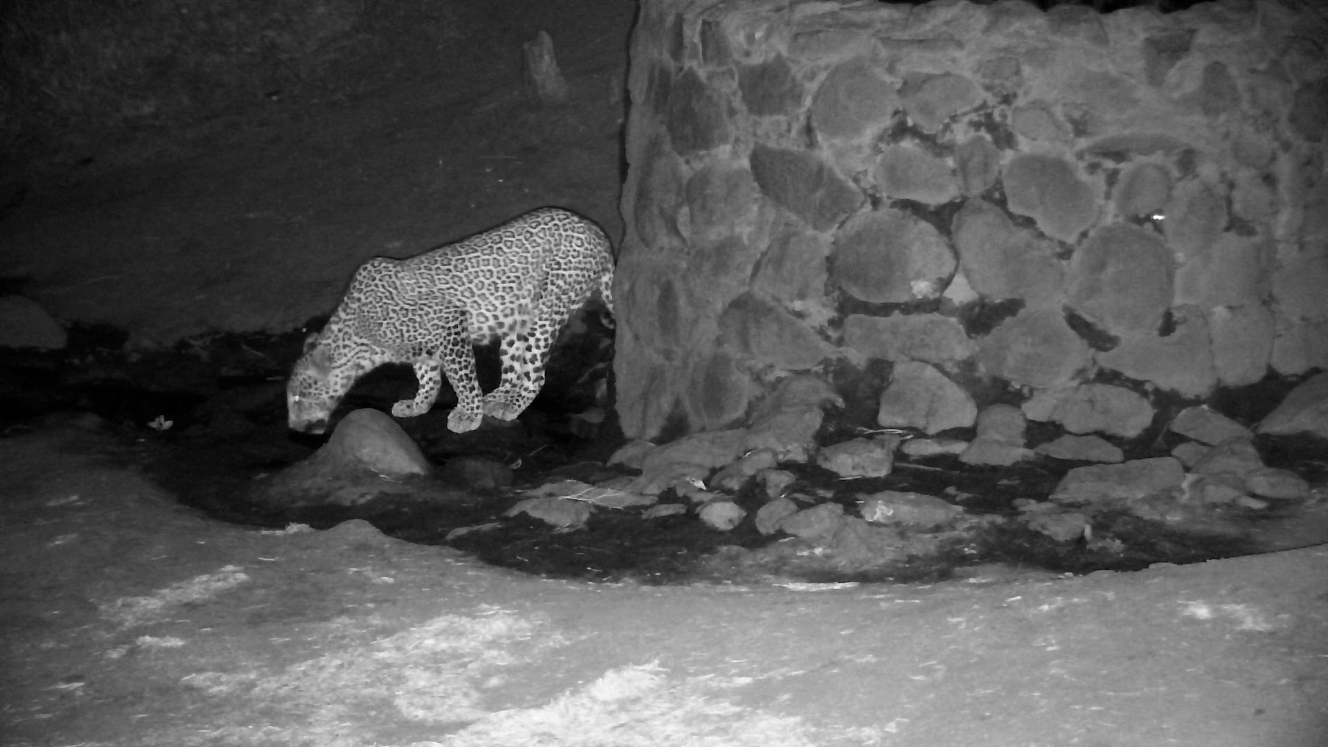 Leopard Drinks at Naledi Dam