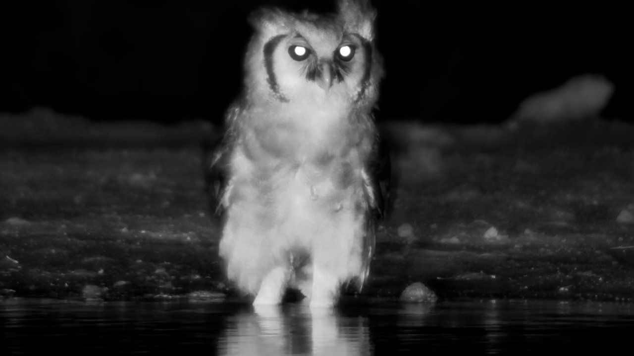 Verreaux’s Eagle-Owl Drinks at Kings Camp
