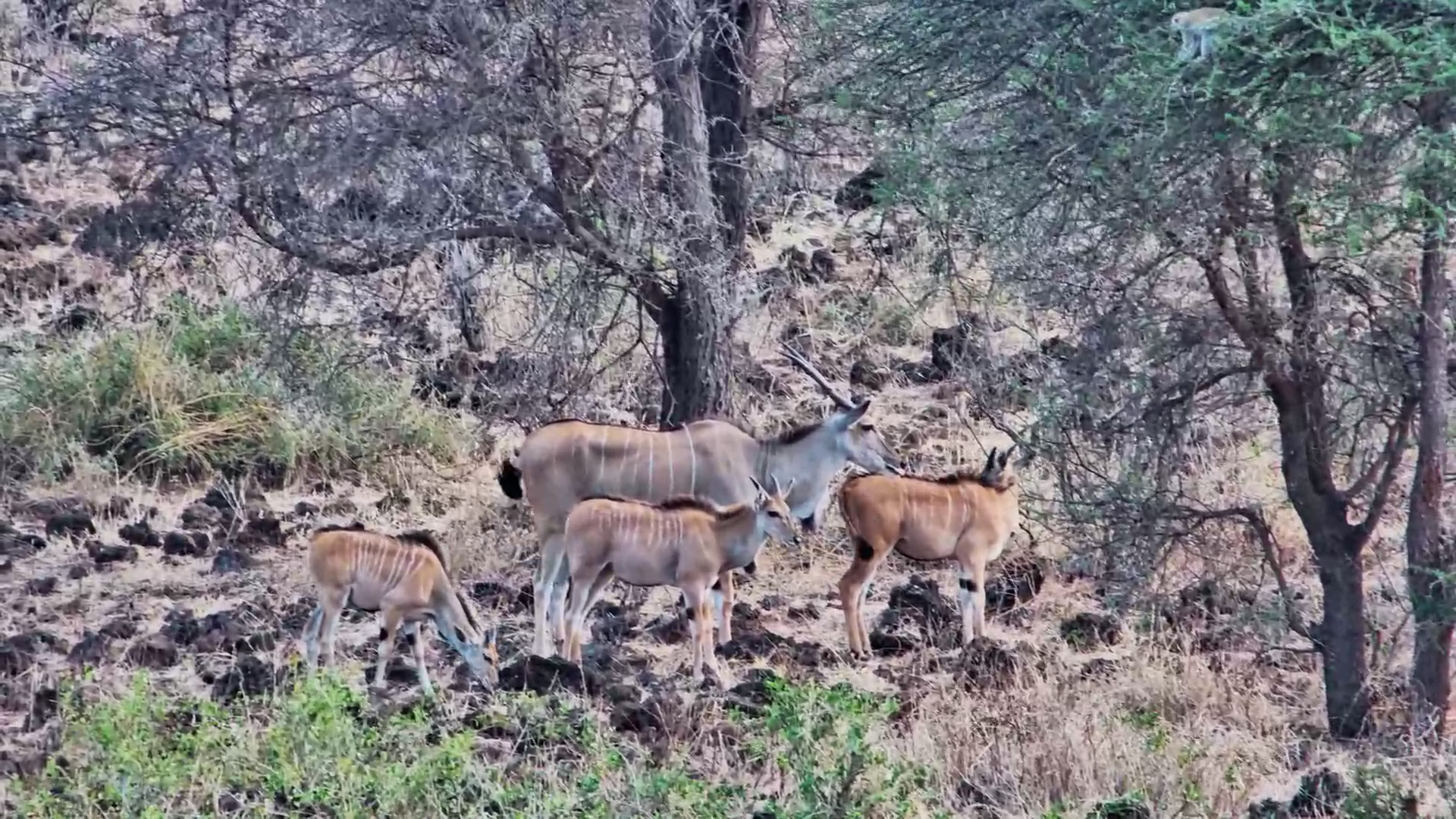 Eland Family Grazes Peacefully at Finch Hattons