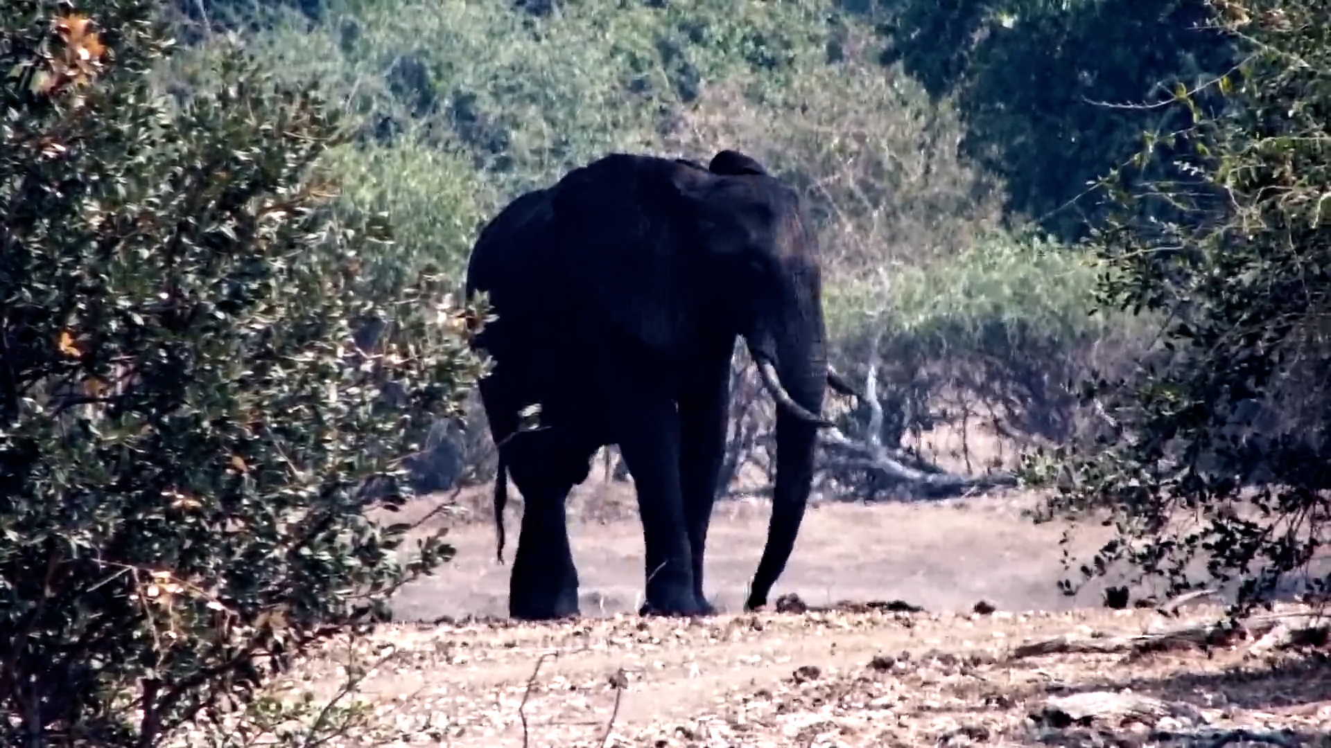 Elephant Feeds in the Shade at Tembo Plains