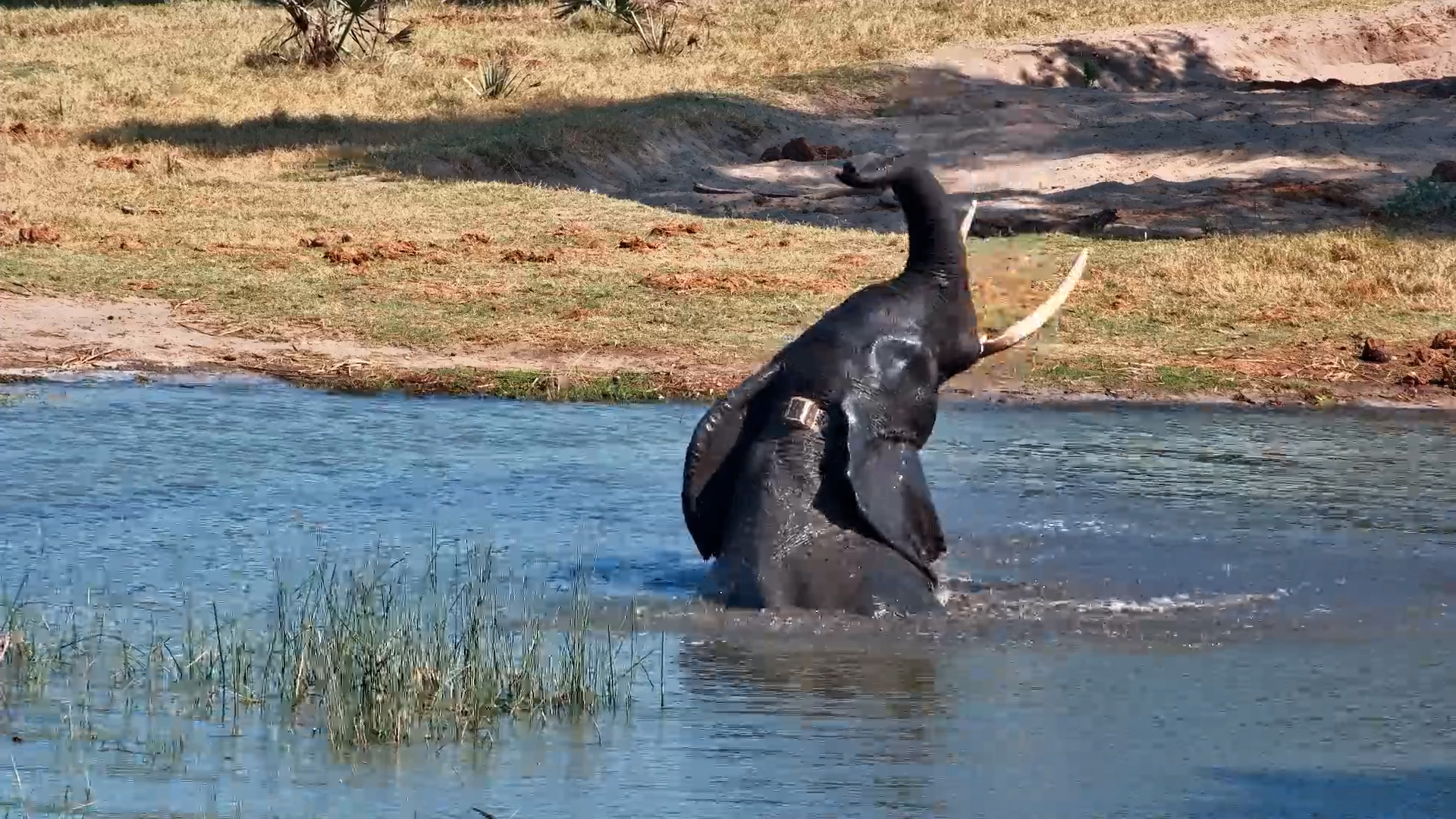 Elephant Enjoys a Refreshing Swim at Tembe