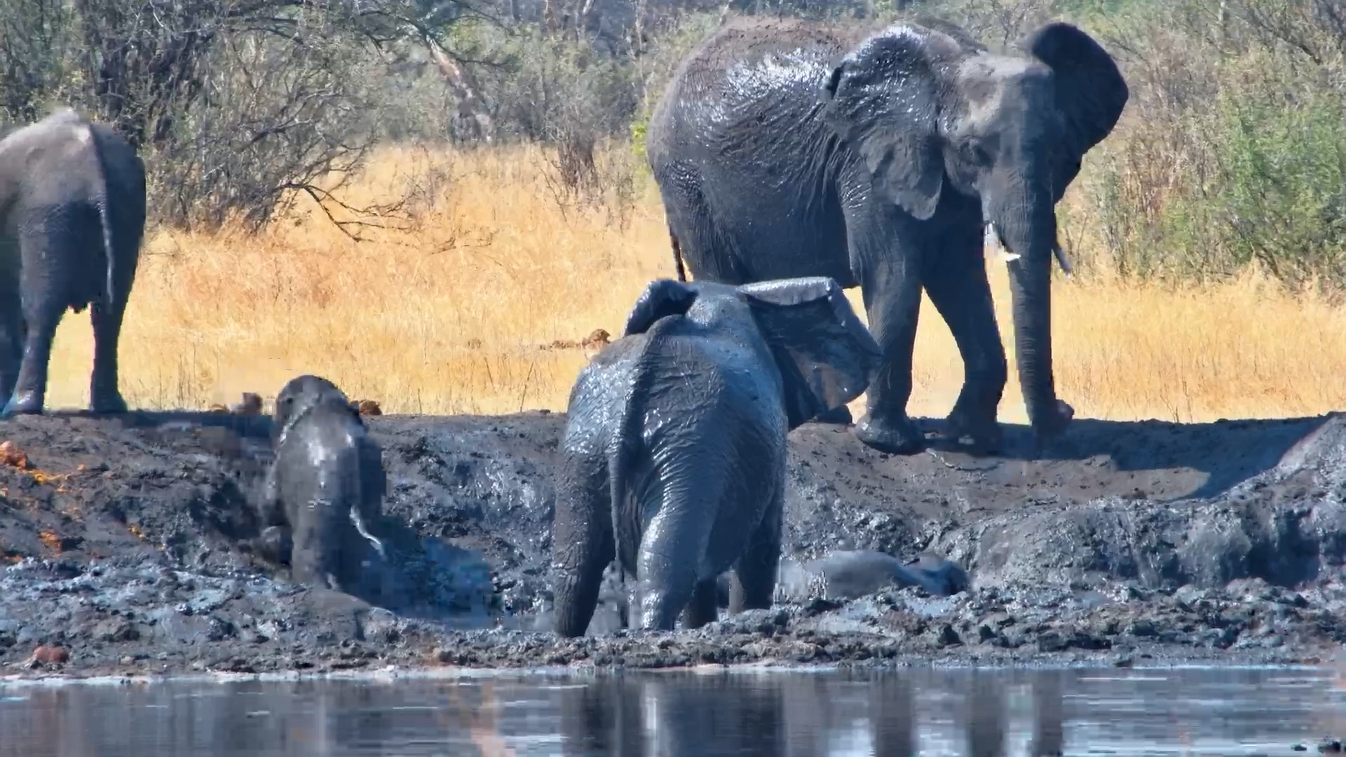Fun in the Sun: Elephant Family Drinks, Swims & Mud Baths