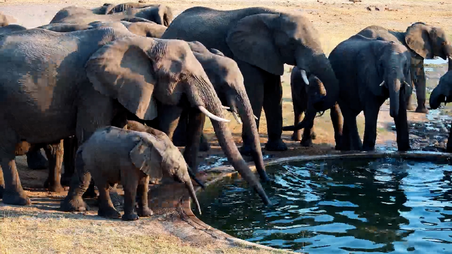 Elephant Herd Drinks Fresh Water at Hwange Safari Lodge