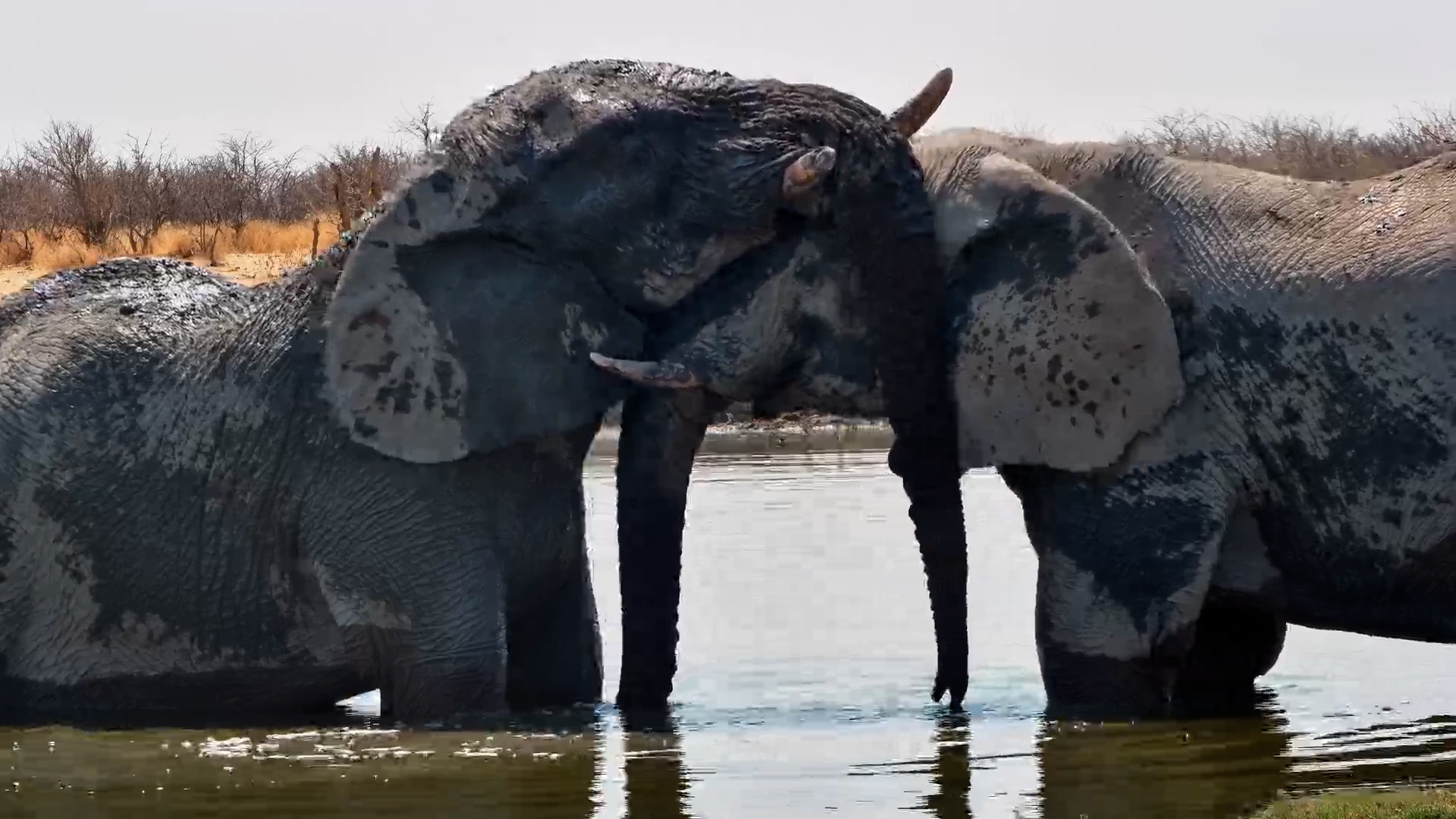 Gentle Giants at Play: Two Elephant Bulls Splash at Safarihoek