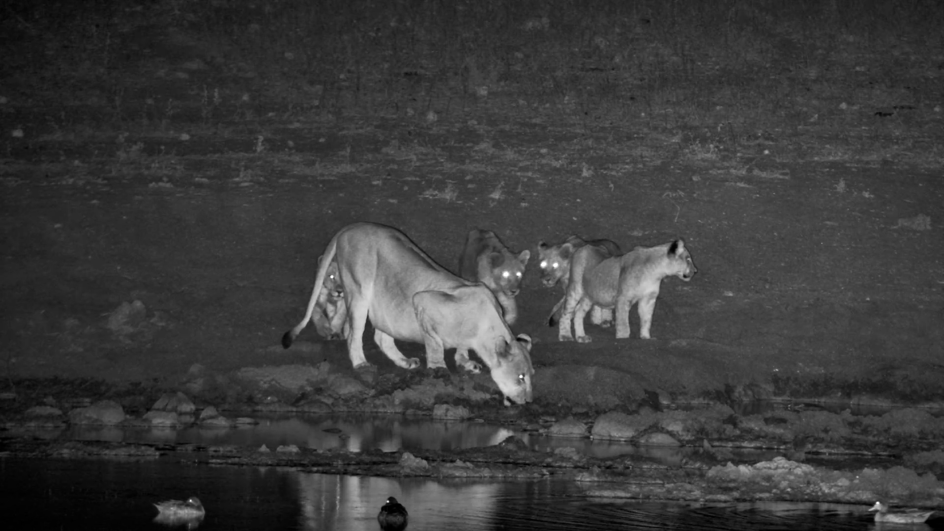 Lioness Brings Cubs to Drink at Tau