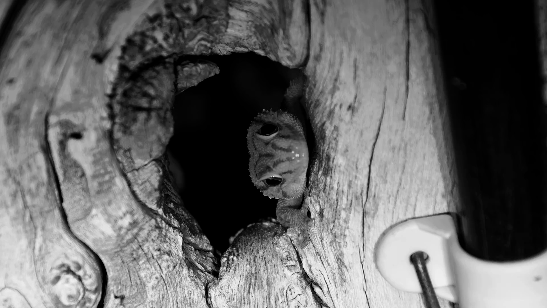 Gecko Hides in Tree at Elephant Pan