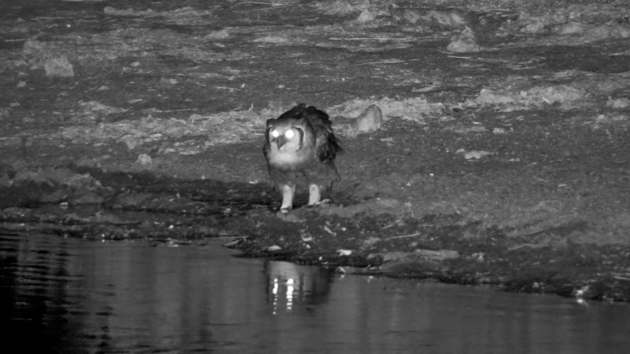 Verreaux’s Eagle-Owl Drinks at Simbavati