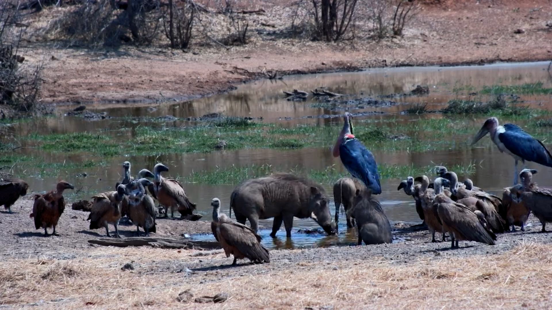 Warthogs Walk Through Vultures & Marabou Storks at the Waterhole