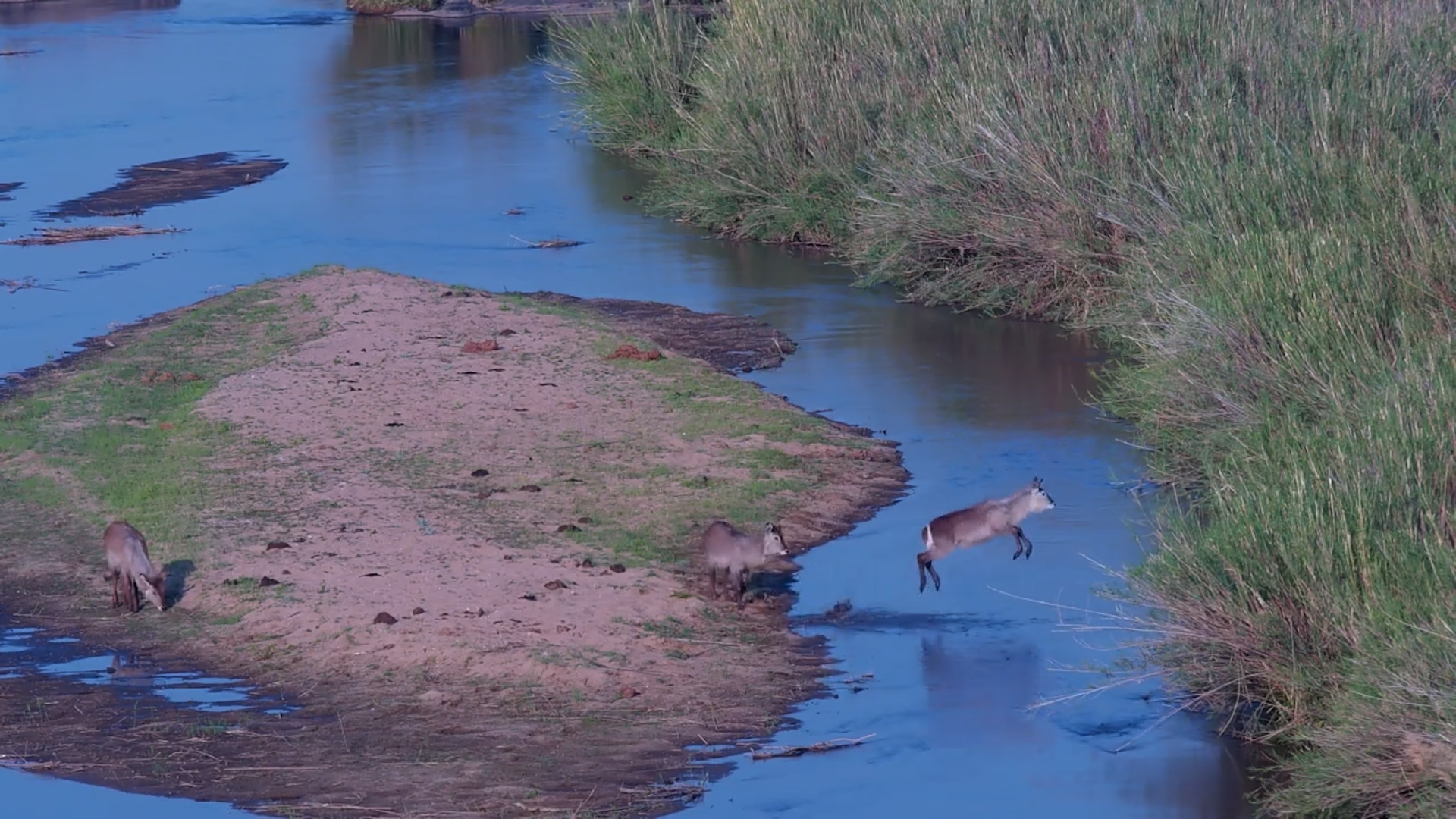 Watch Waterbucks Jump the River!