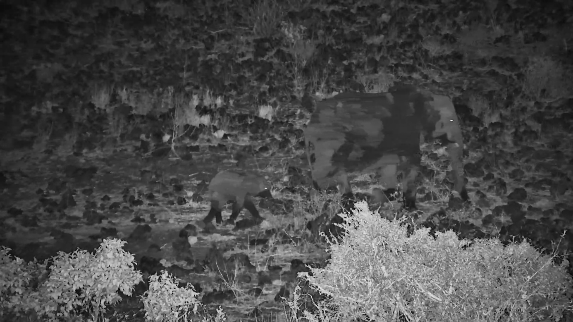 Tiny Elephant Follows Mum in the Dark at Finch Hattons