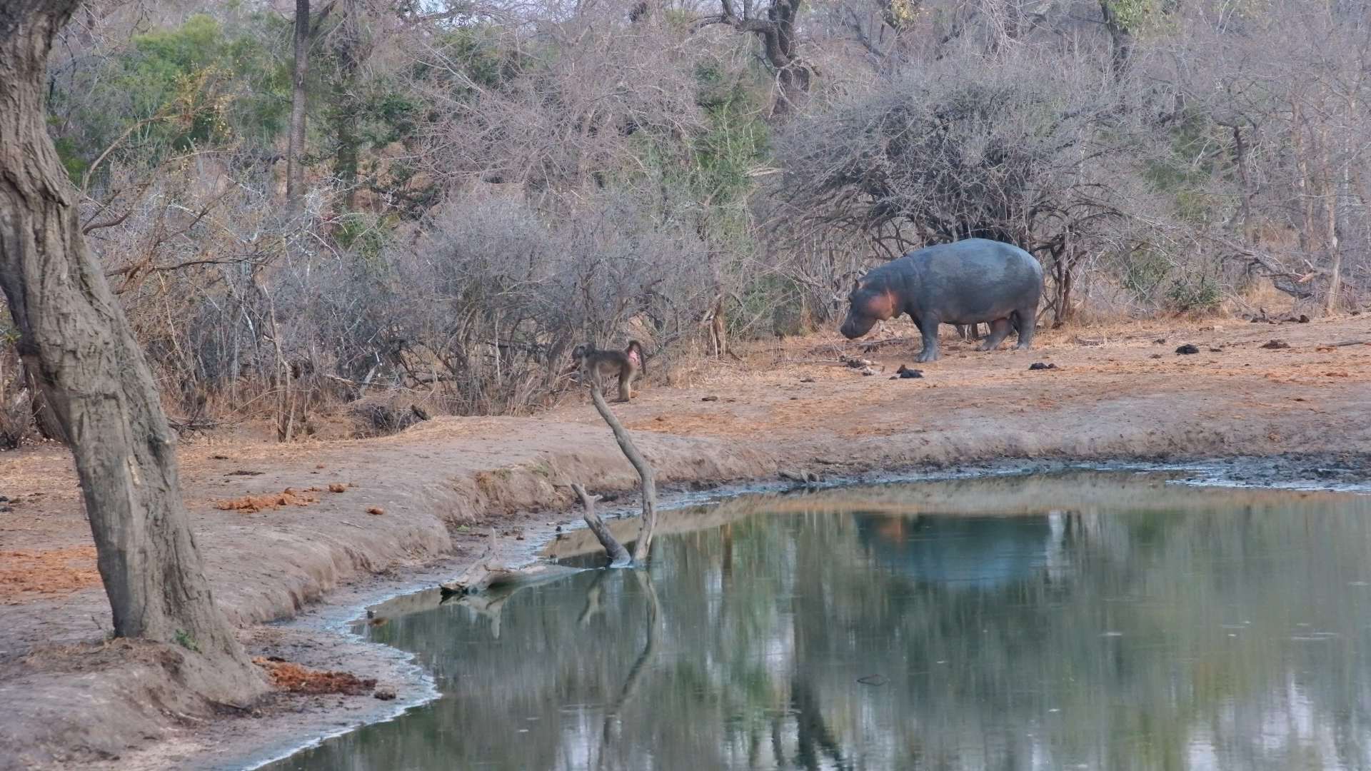 Hippo Runs Into Water After Spotting Baboons