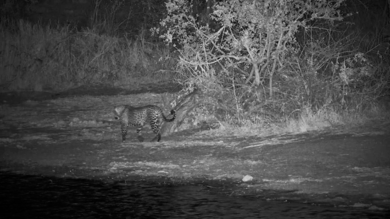 Leopard Walks Past Simbavati Waterside at Night