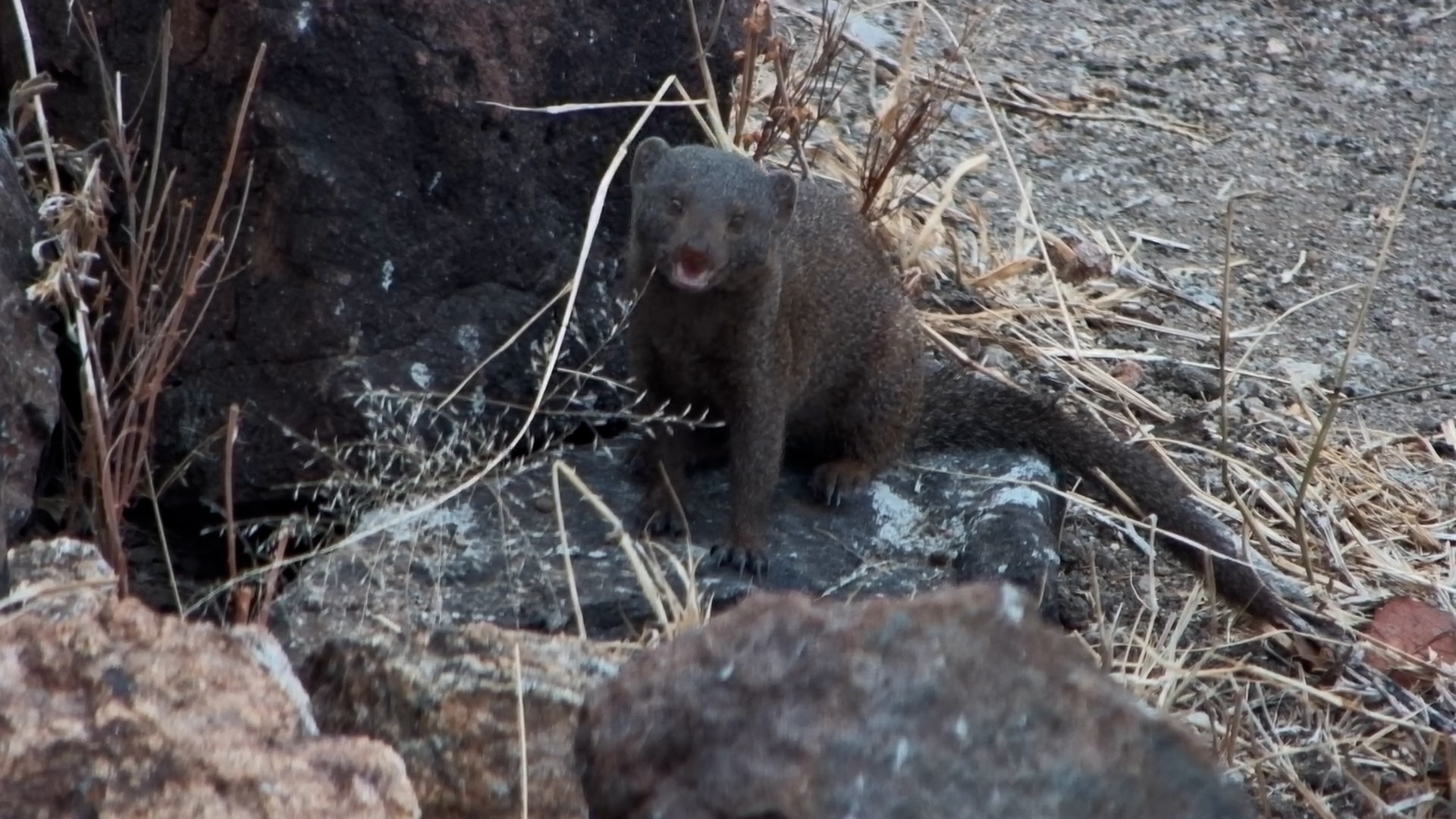 Mongoose Scores a Big Scorpion Snack!