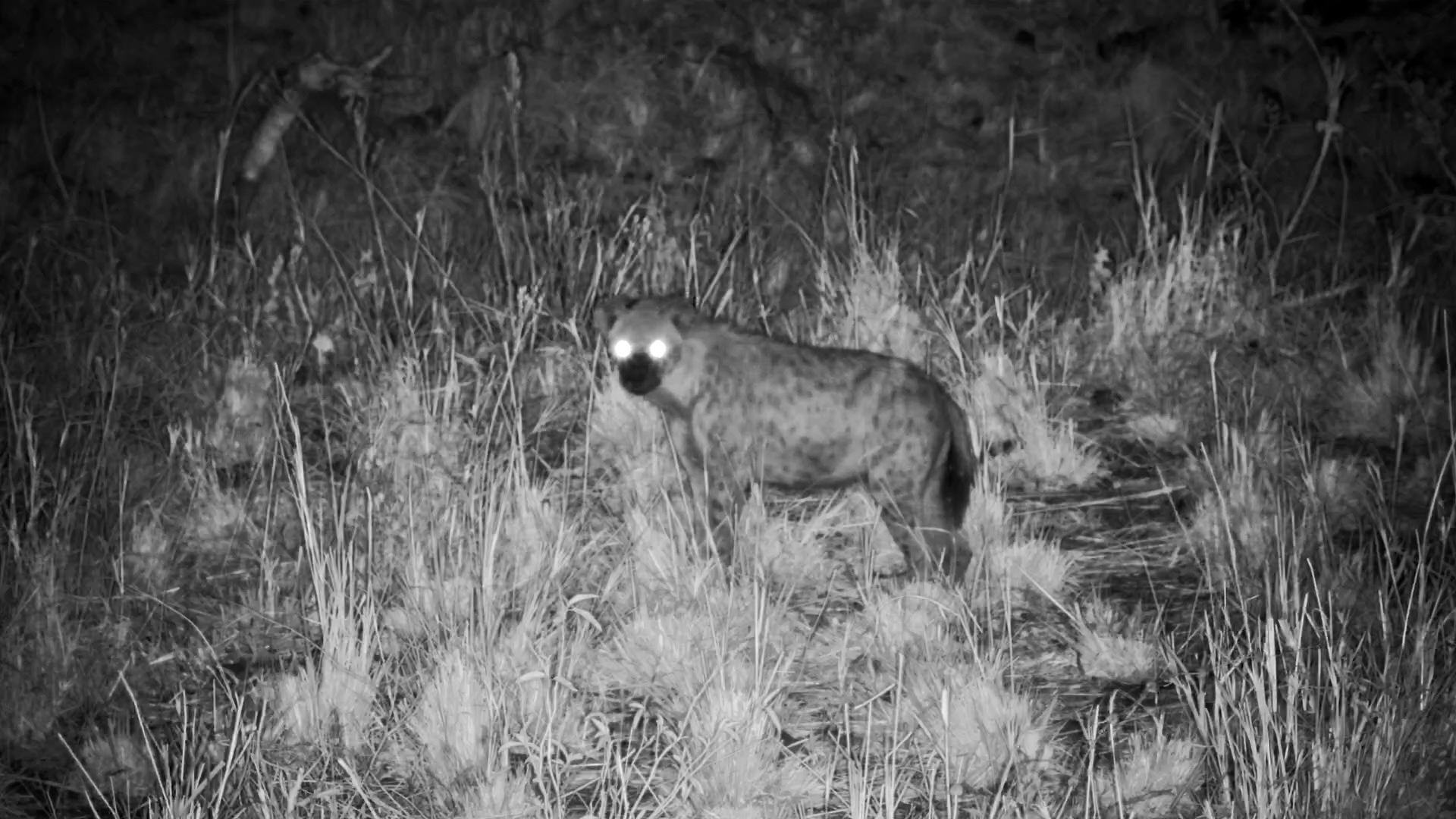 Spotted Hyena Lurks at Serengeti Explorer