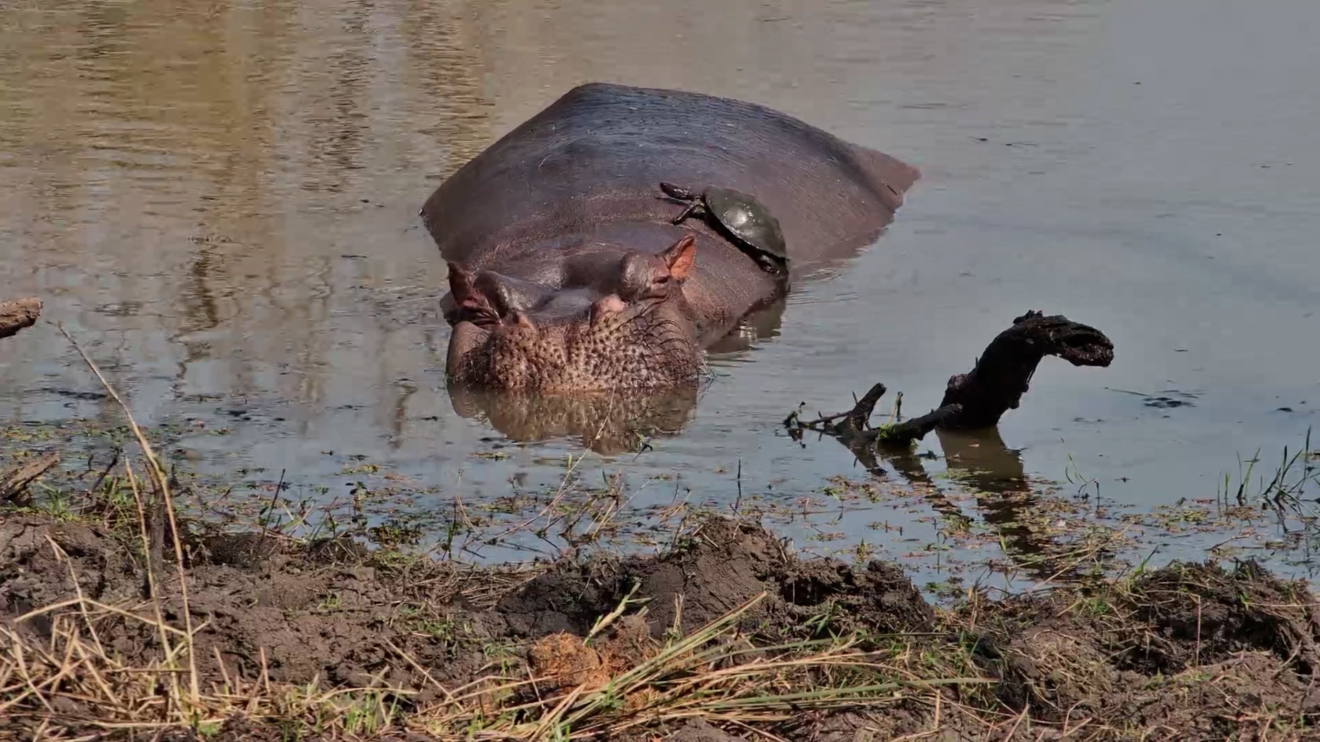 Hippo Sleeps as Terrapin Climbs on Its Back