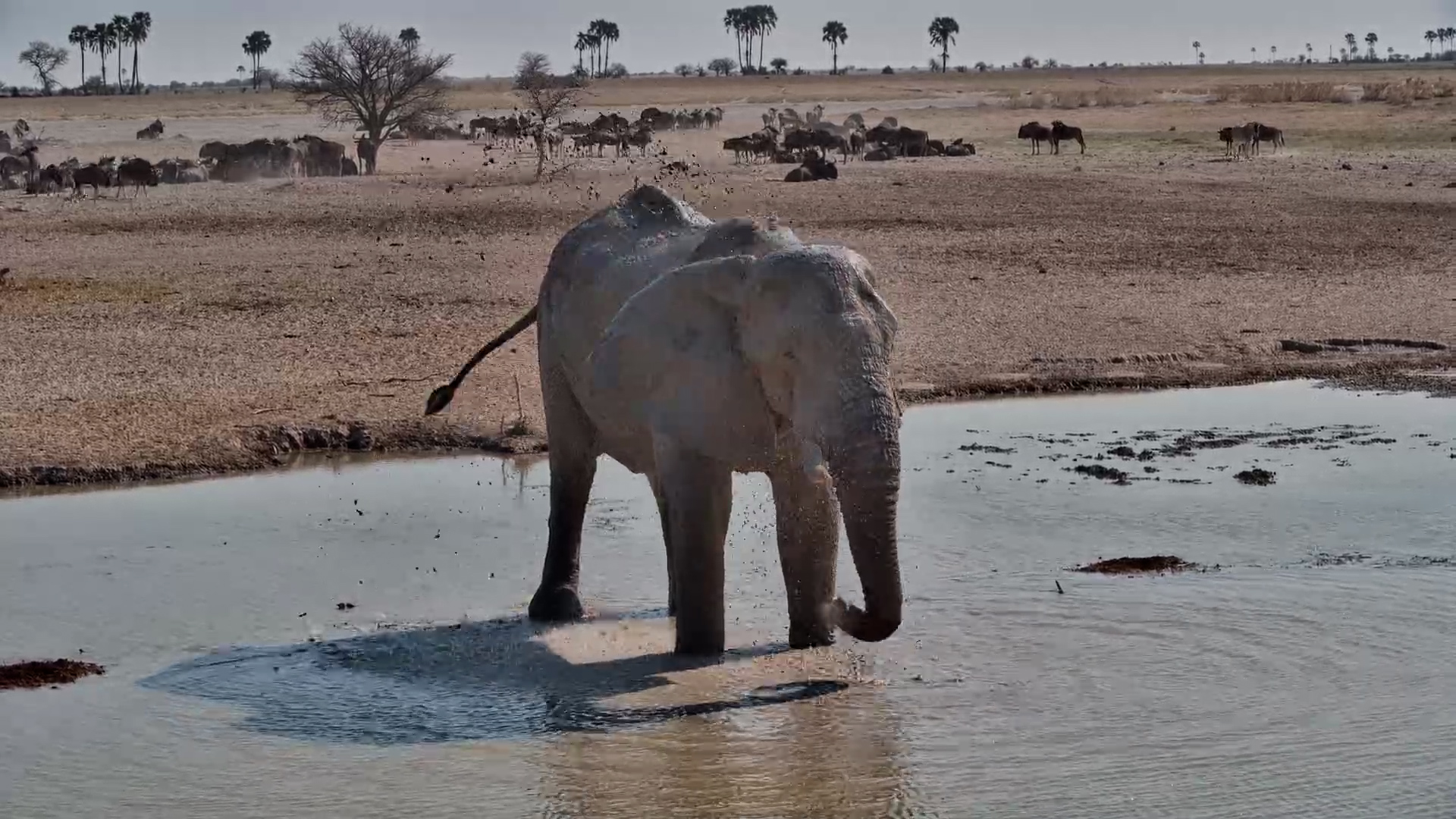 Cooling Off: Large Elephant Bull Arrives at Jack’s Camp
