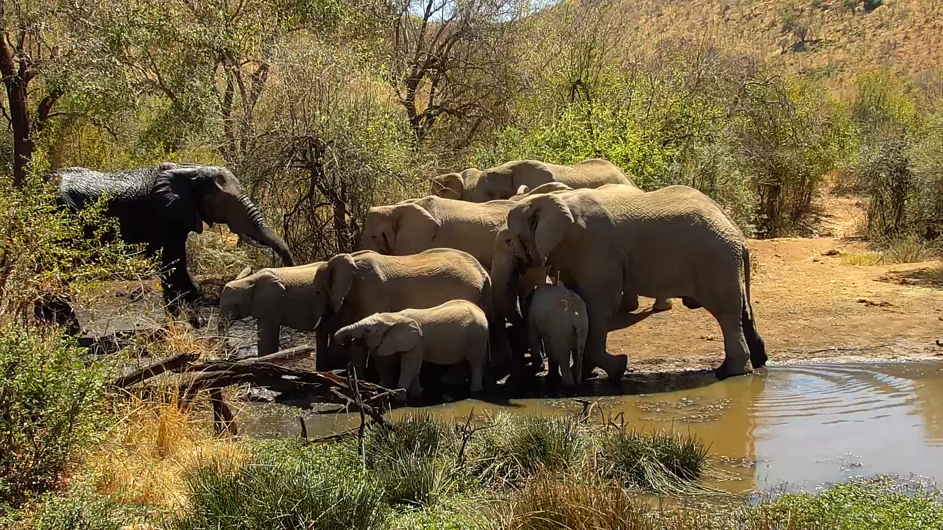 Elephant Herd with Calves Arrives at Kwa Maritane