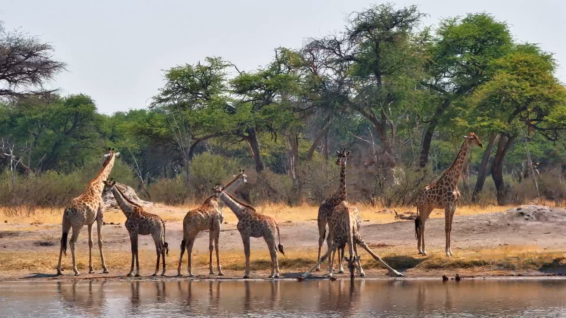 Huge Herd of Giraffes Arrives at The Hide!