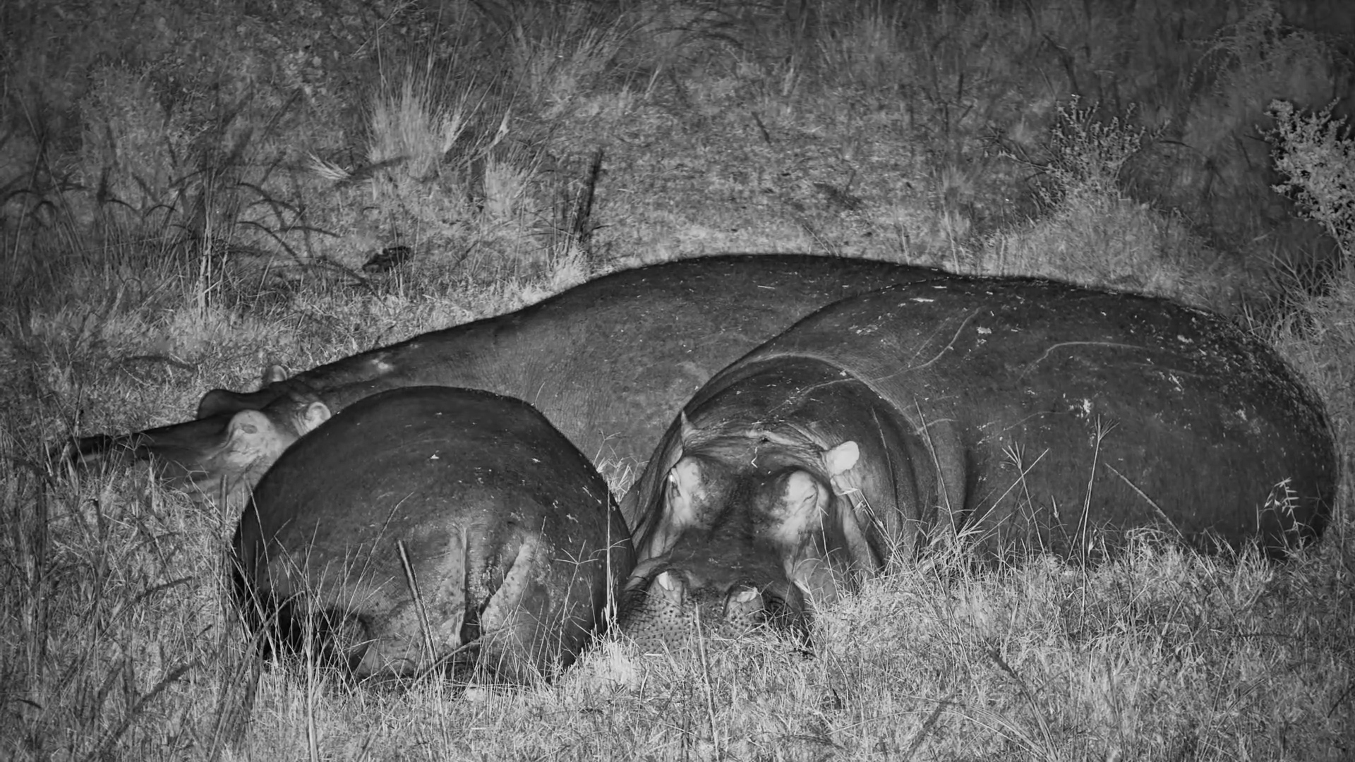 Baby Hippo Calf Annoys Adults While Trying to Nap