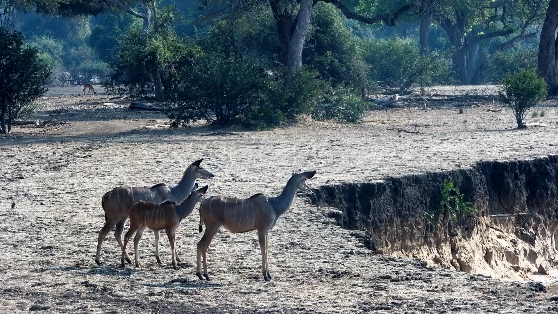 Kudu Family Investigates the Zambezi River