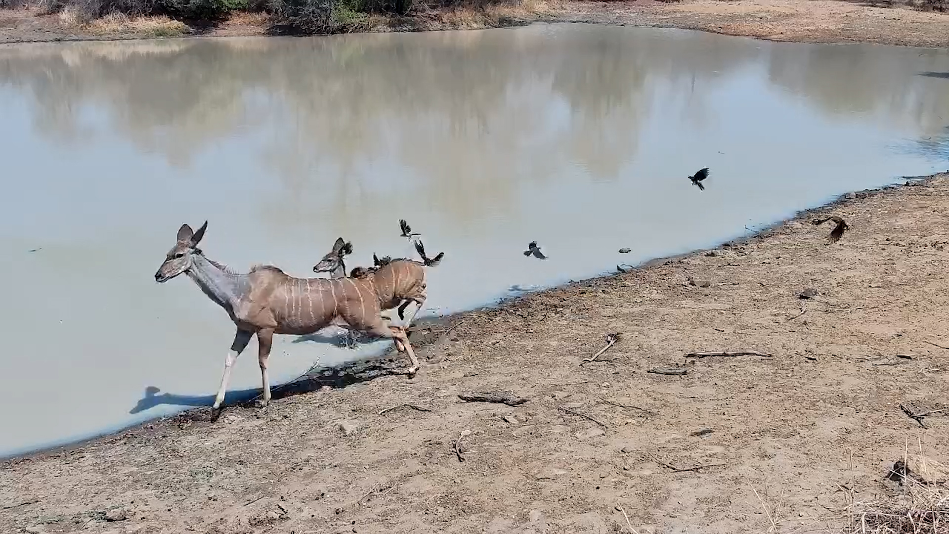 Graceful Kudus Drink at Jabulani Waterhole
