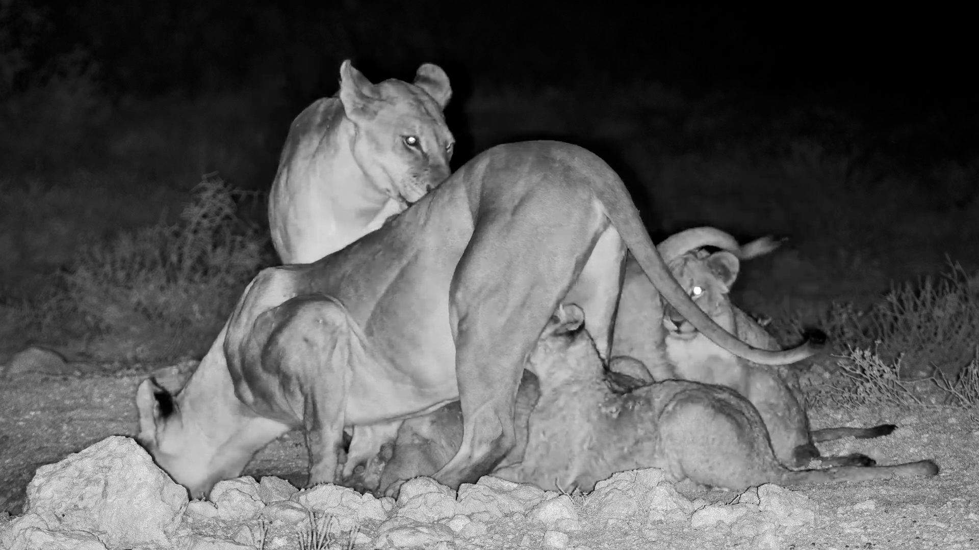 Lion Pride with Cubs Hangs Out at Onguma