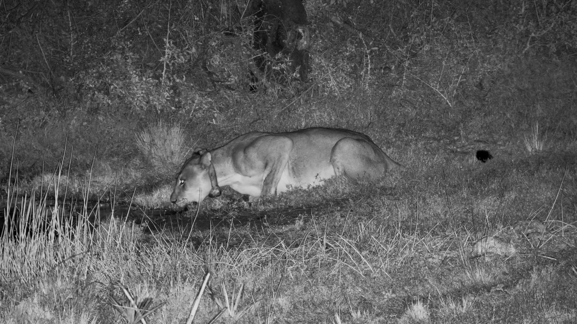 Stealthy Night Drink: Lioness at Tembe Waterhole