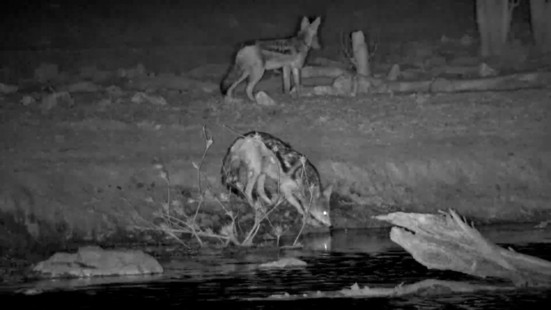 Two Jackals Drink at Safarihoek Waterhole