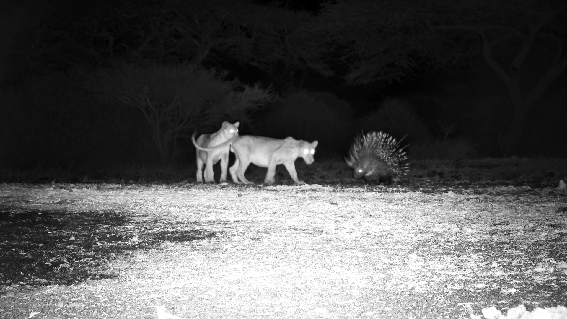 Lion Cubs vs. Porcupine at Night!