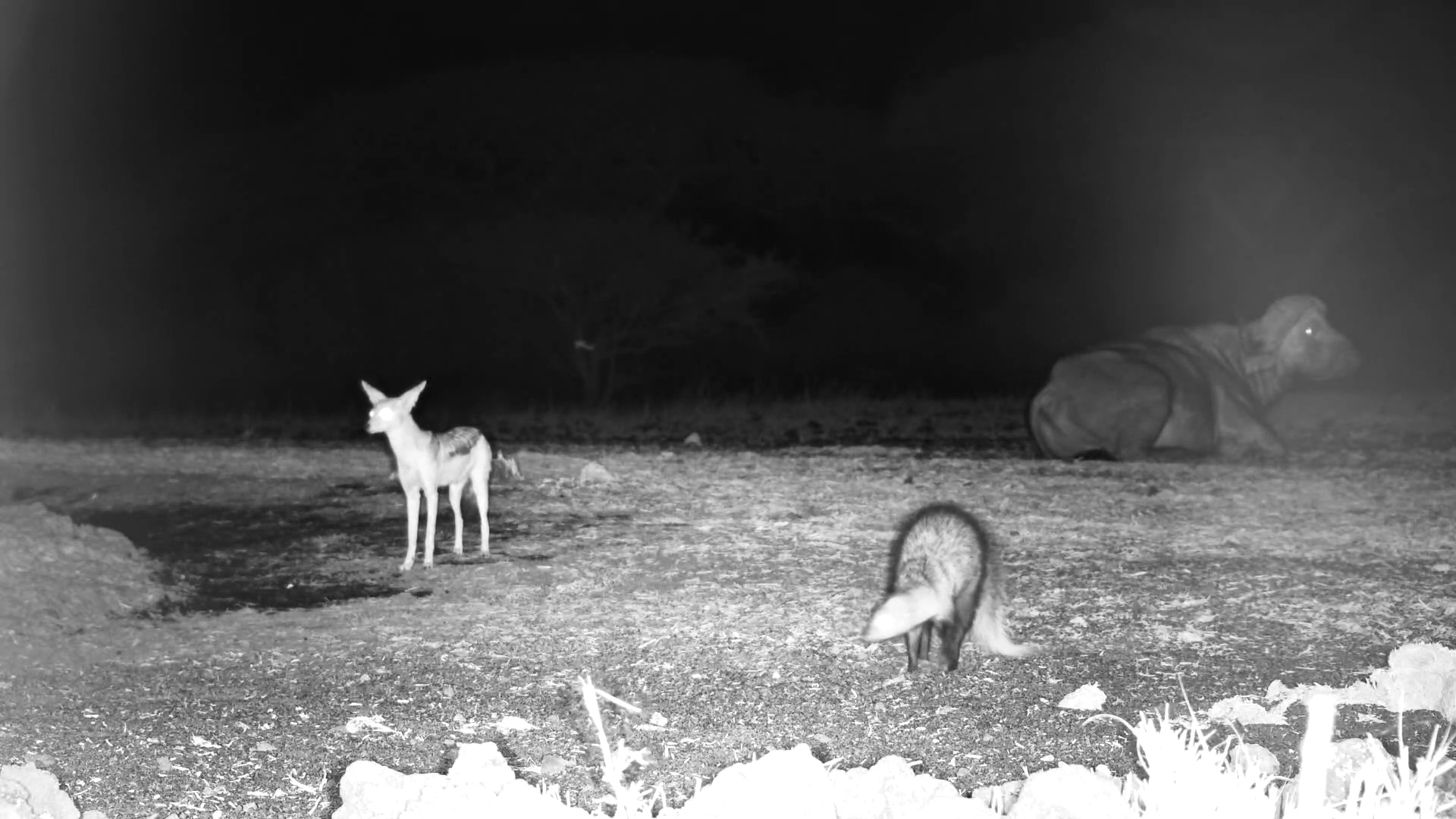 White-Tailed Mongoose Joins Jackal & Buffalo at Night!