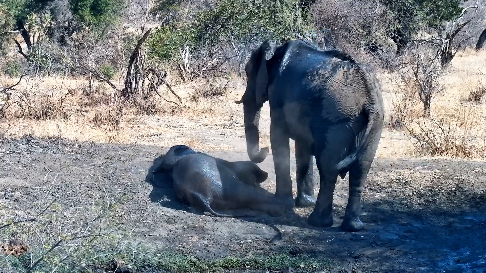Exhausted Baby Elephant Rests as African Fish Eagle Watches