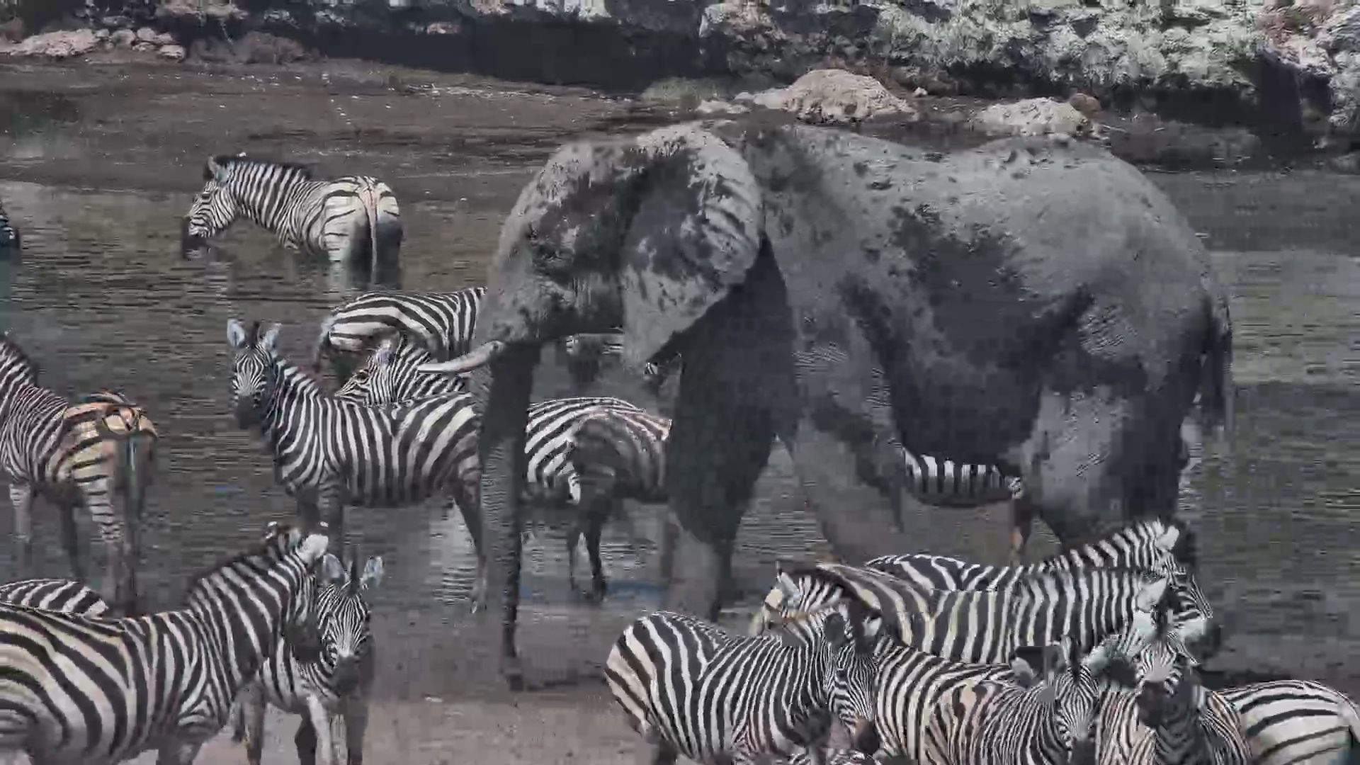Noisy Zebra Migration at Camelthorn