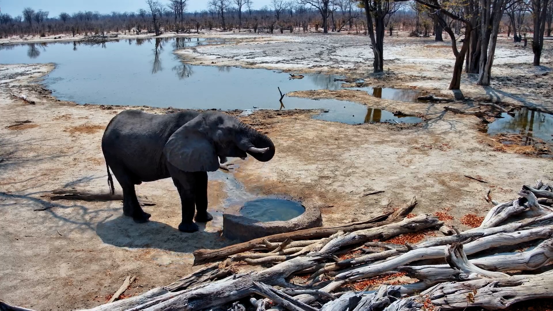 Elephant Enjoys a Daytime Drink at Elephant Pan