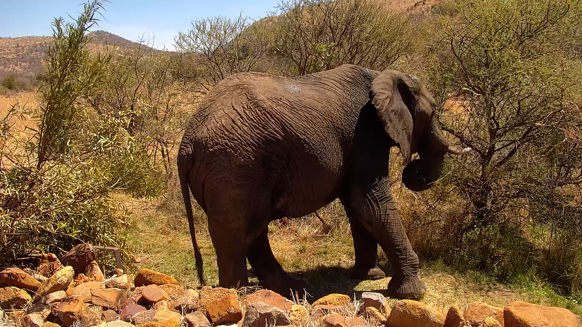 Elephant Feeds Close to the Camera at Kwa Maritane