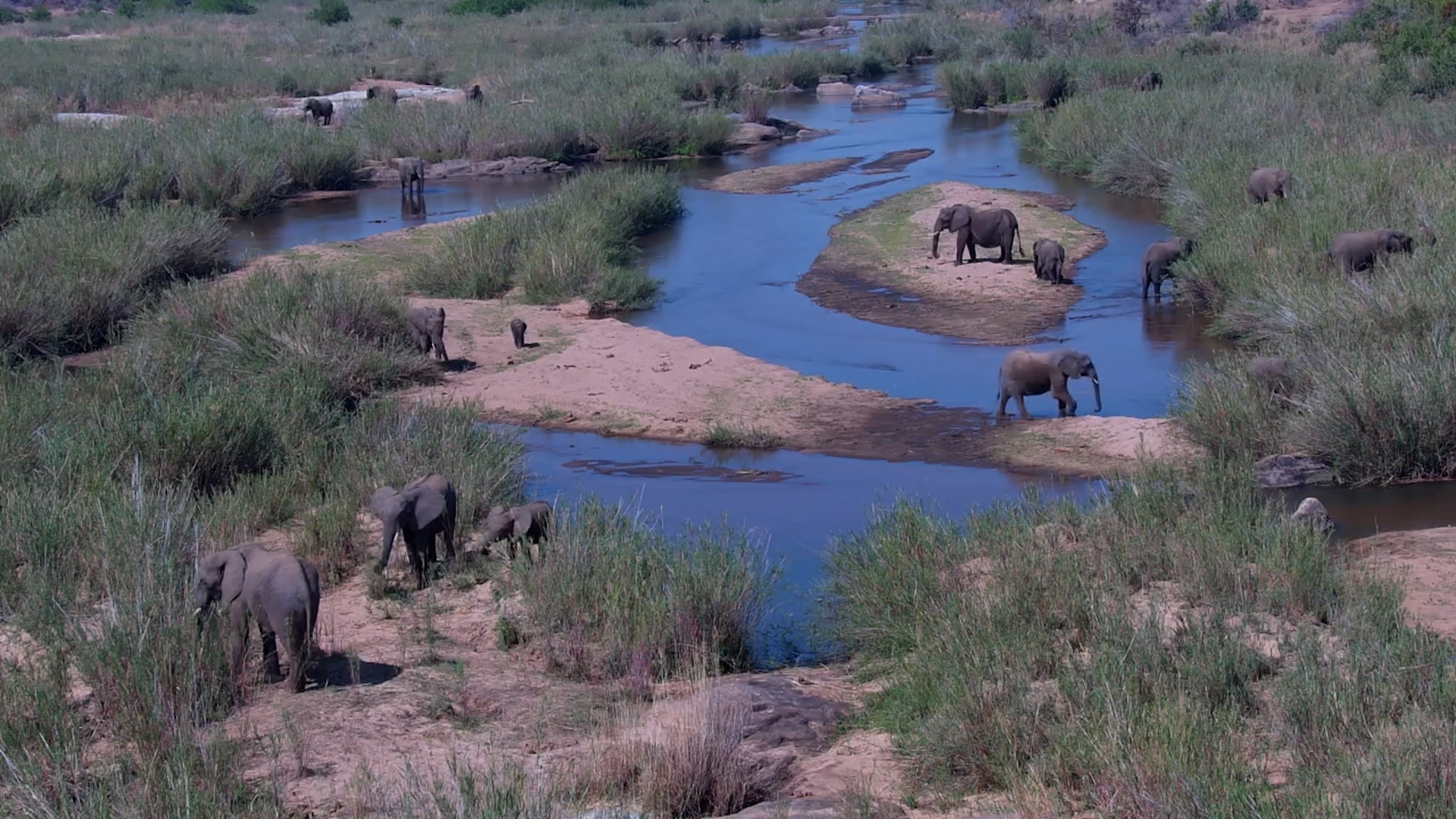 Elephants Scattered Across the River at Kruger Shalati