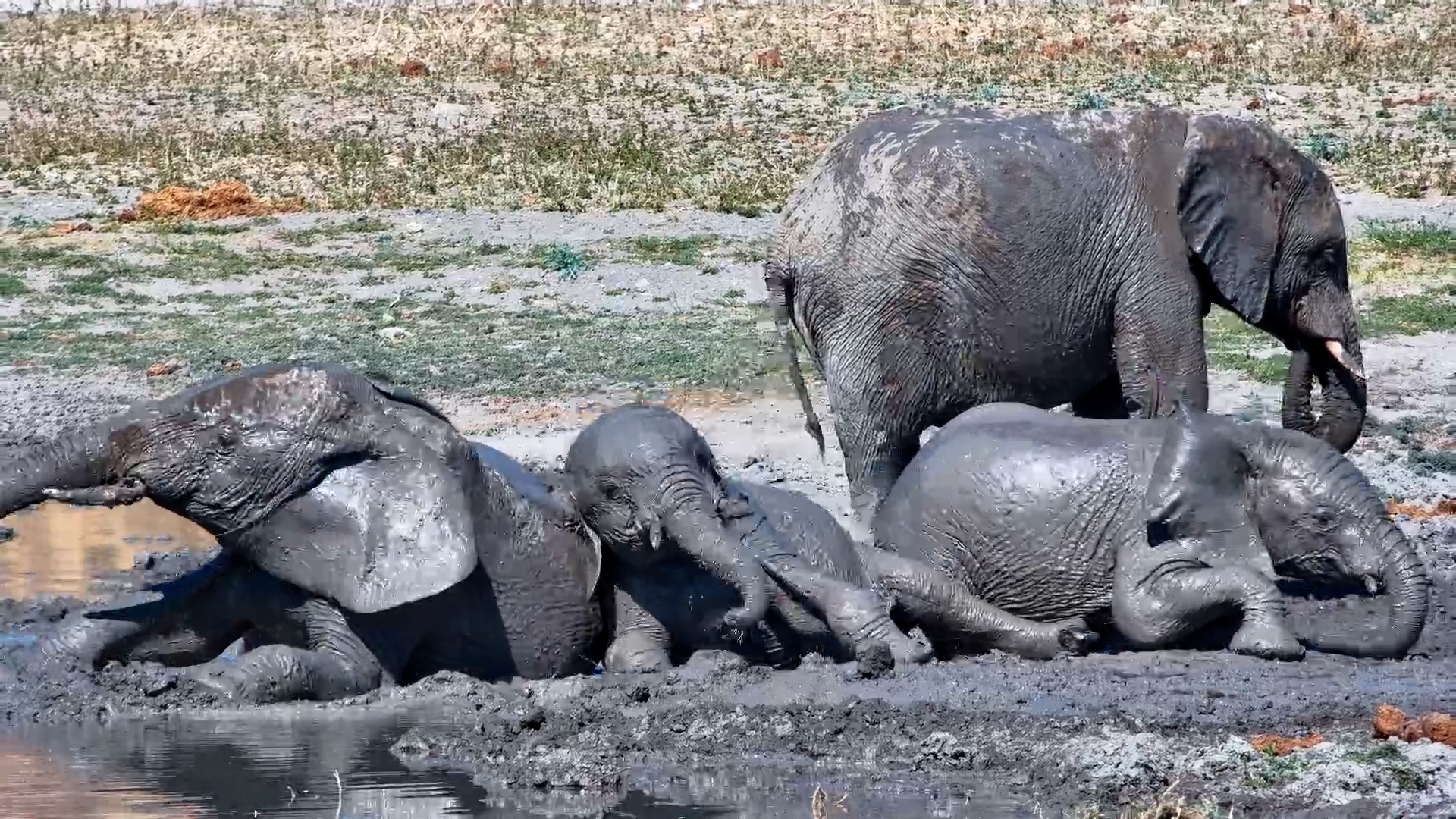 Elephant Herd Drinks & Mud-Bath at Tau in the Heat