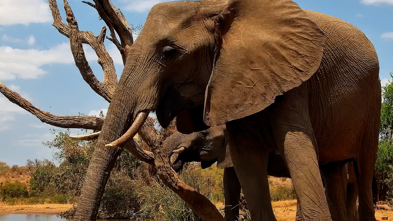 Elephants Enjoy a Drink at Kings Camp!