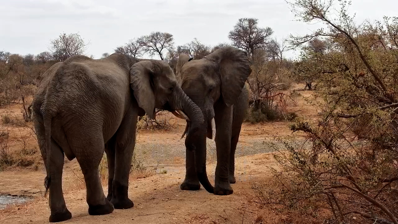 Two Elephants Meet at Simbavati Waterside