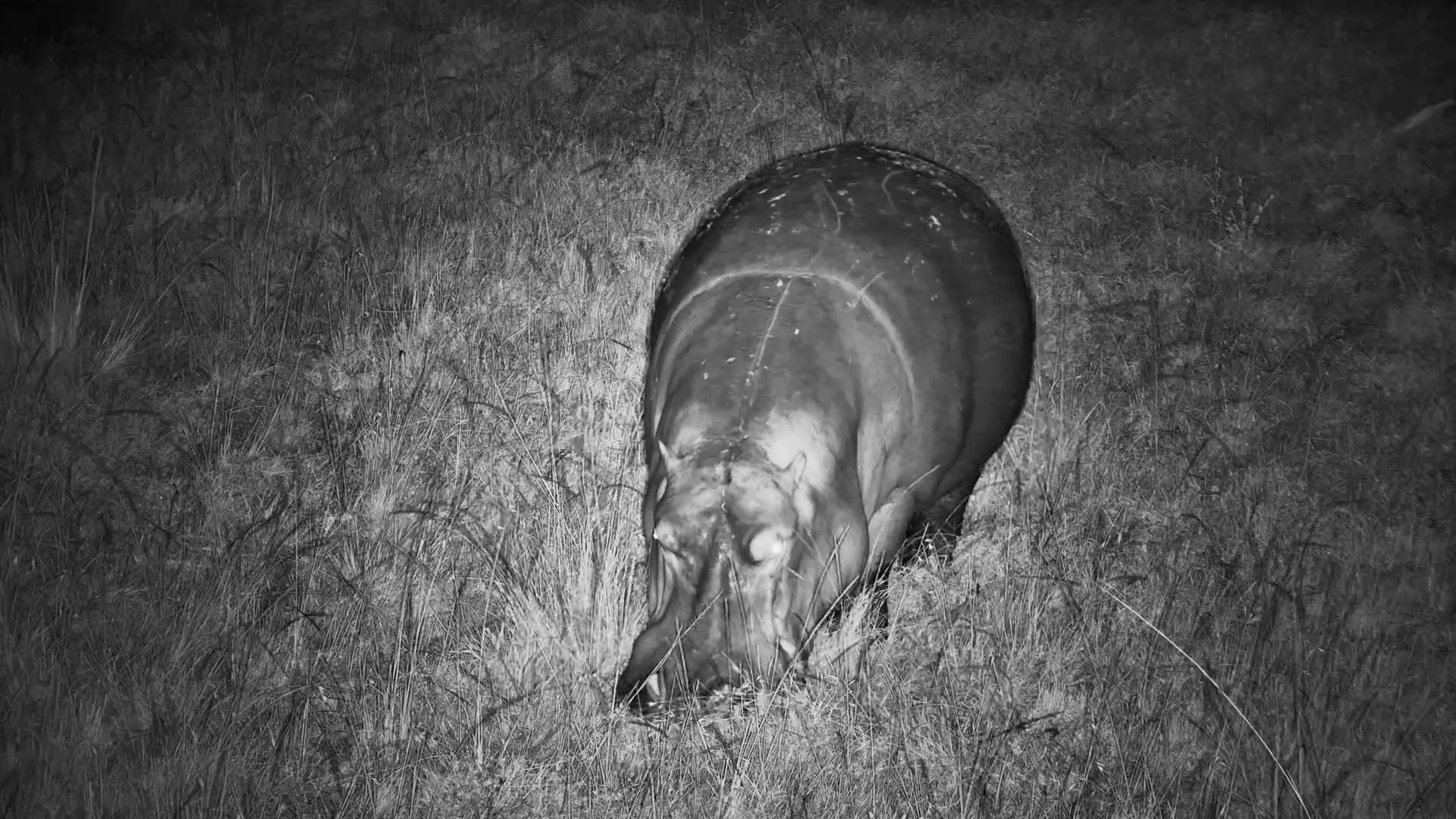 Hippo Munches on Grass in the Dark