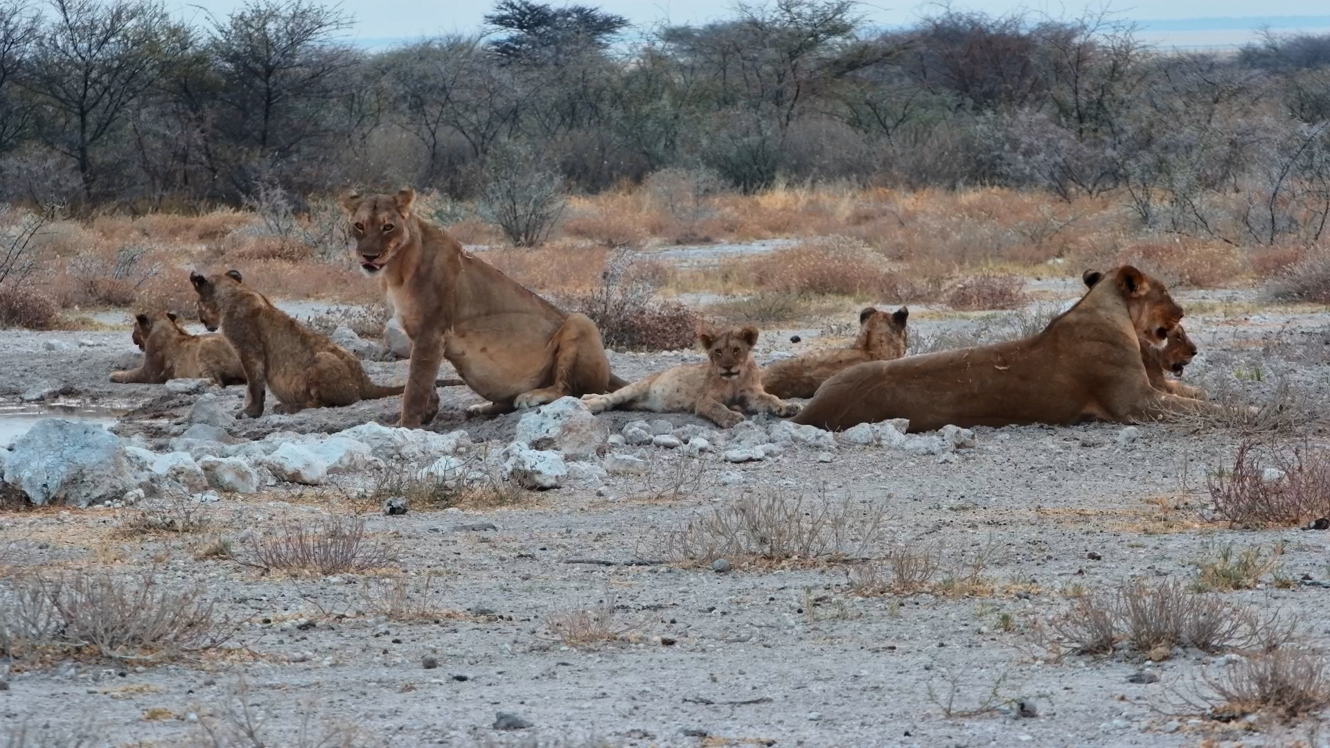 Lion Pride Rests at Onguma Waterhole in the Afternoon