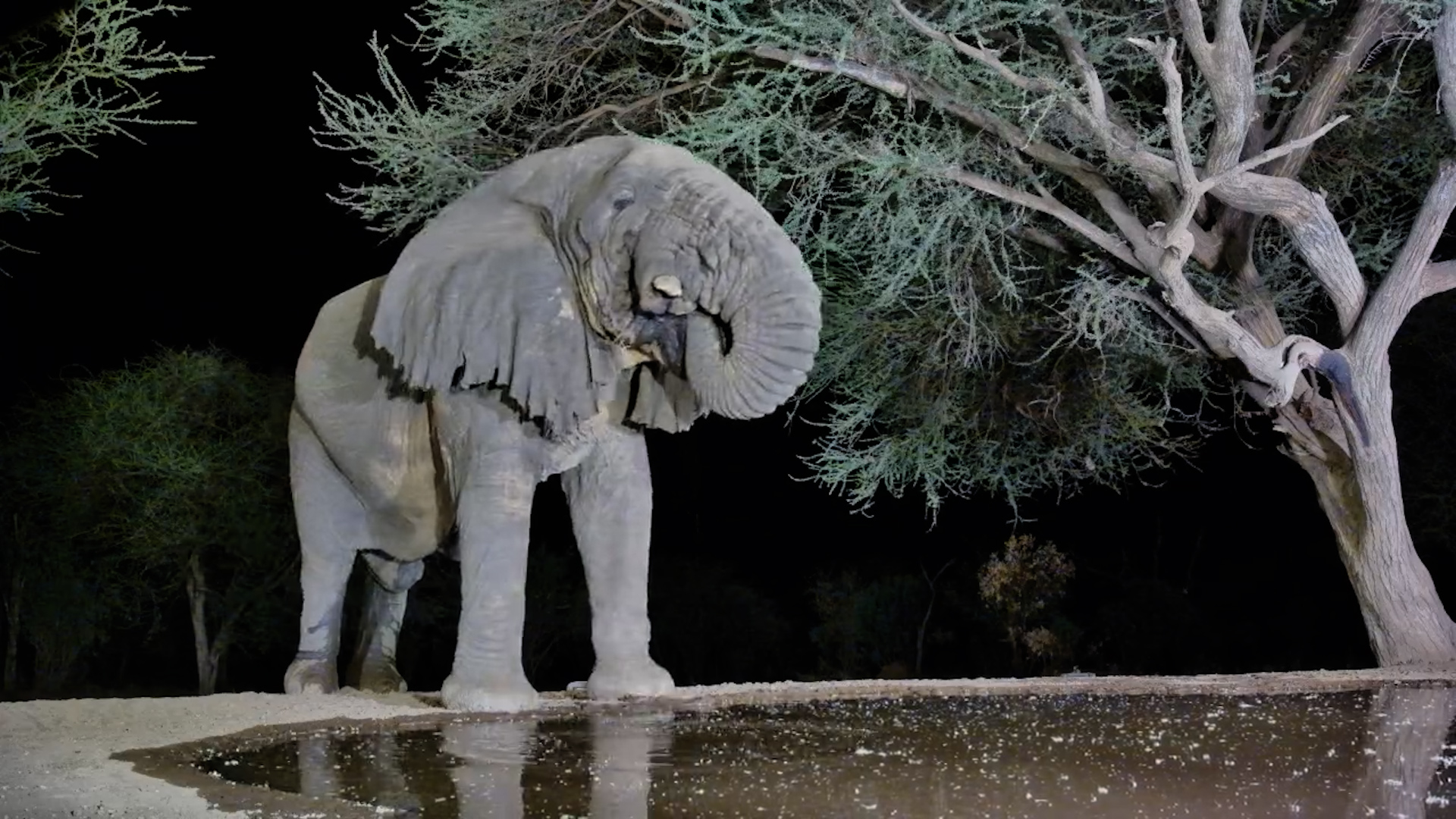 A Wise Old Elephant Drinks Alone