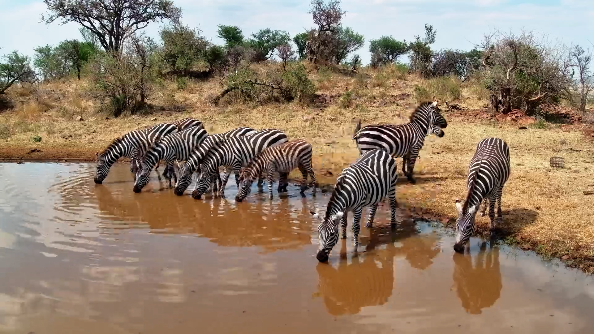Zebras Line Up for a Drink at Serengeti Waterhole