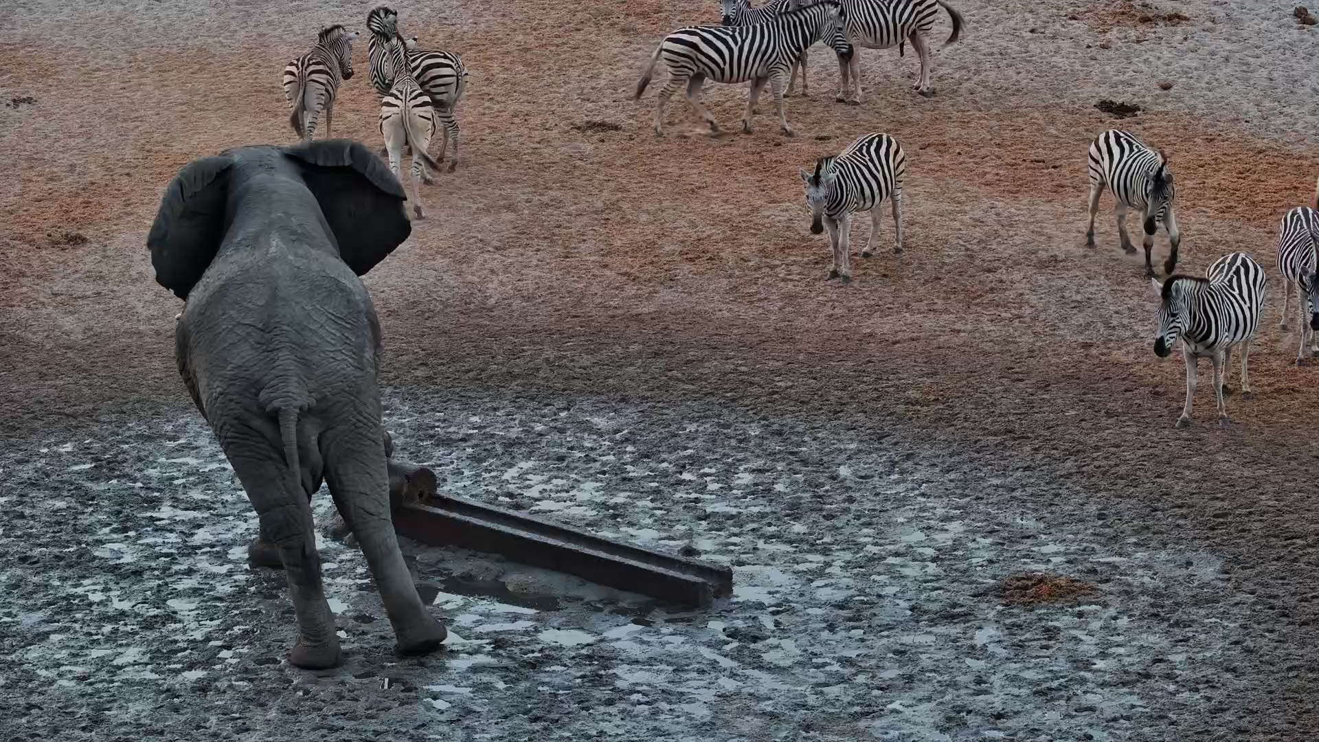 Zebras Wait for Elephant to Leave Before Drinking at Moela