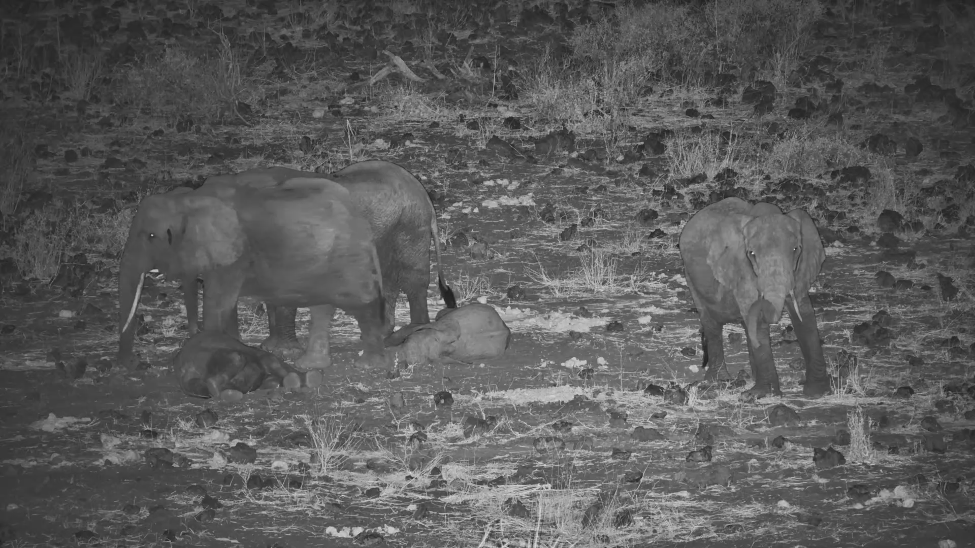 Mother Elephant Guards Her Sleeping Calves