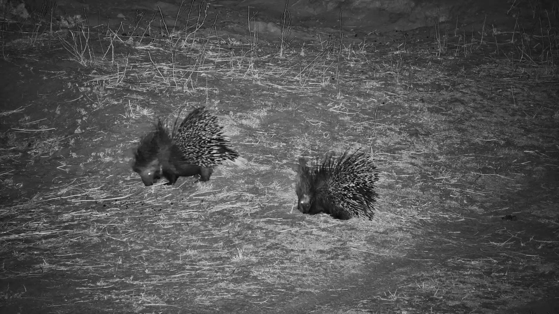 Porcupine Pair Foraging at Camelthorn Waterhole