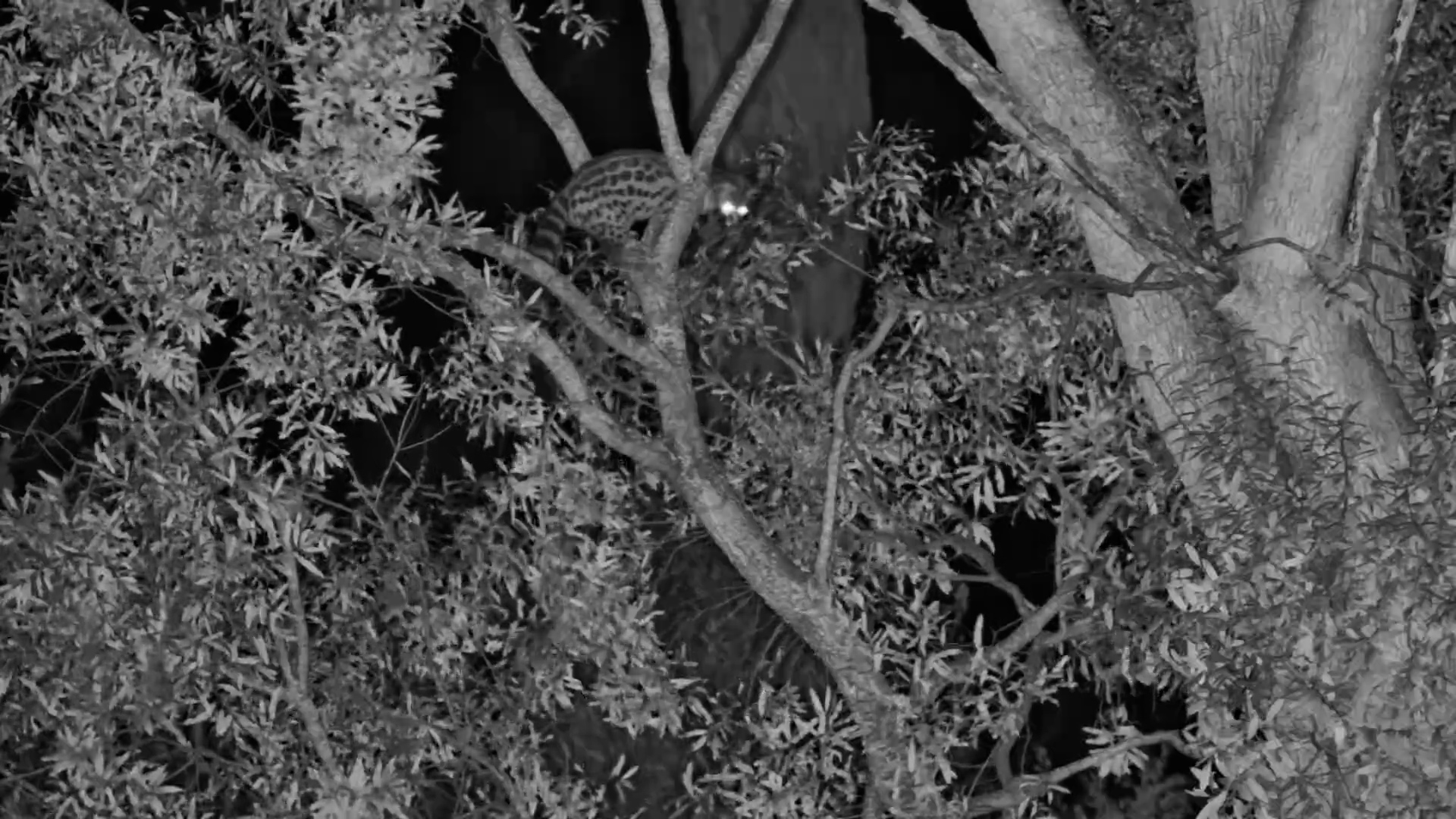 Nocturnal Hunt: Spotted Genet Searches for Supper