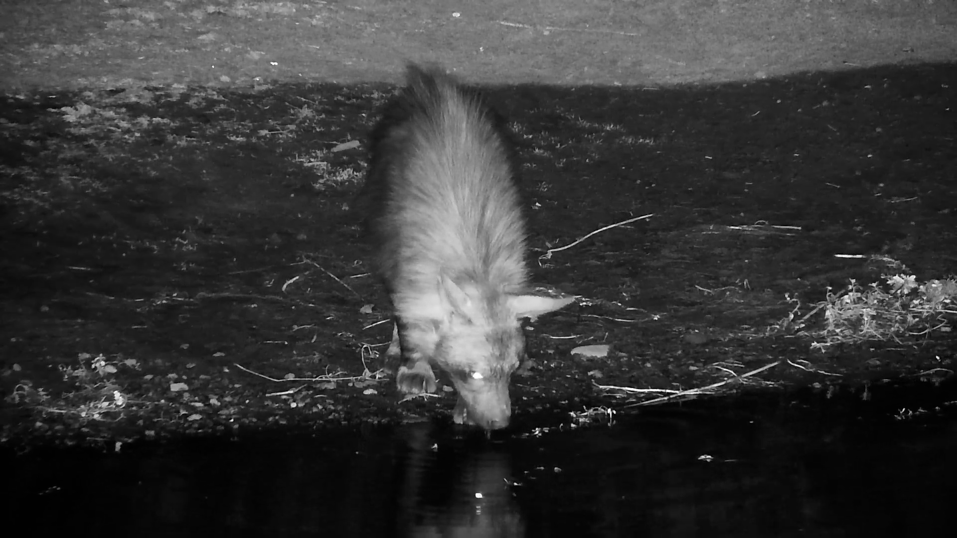 Brown Hyena Drinks & Scent-Marks at Kwa Maritane