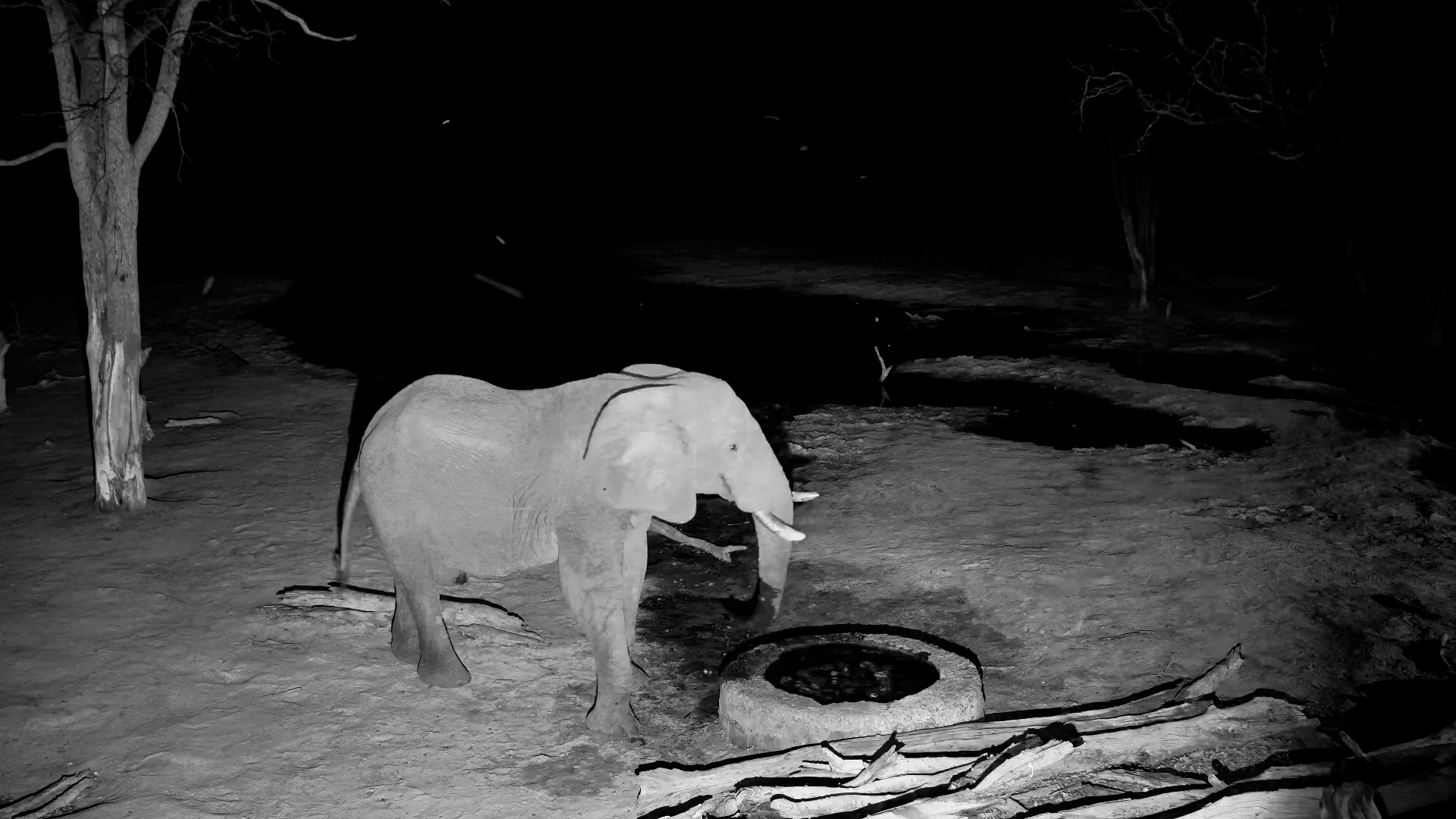 Lone Elephant Drinks at Elephant Pan