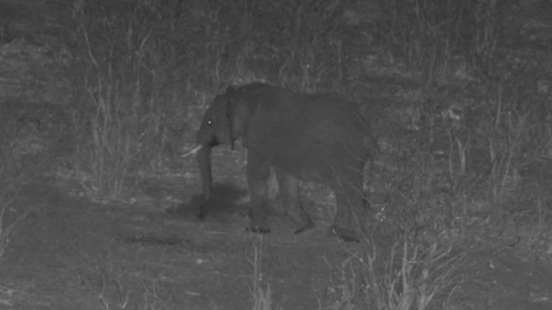 Night Time Mischief: Elephant Shoos Springhare in the Dark