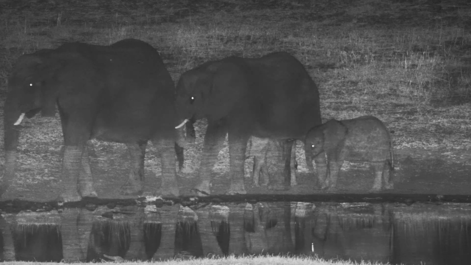 Three-Legged Elephant Calf Returns